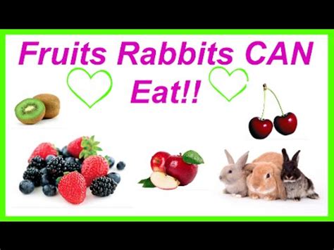 Can cat eat shelled sunflower seeds? Fruits rabbits CAN eat - YouTube