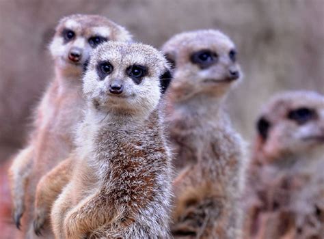There are many mammal names to learn when speaking english and this section has been designed to help you to. Meerkats revealed as most murderous mammal known to ...