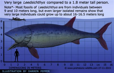 The secret to the large size of leedsichthys is probably down to its lifestyle as a filter feeder. Leedsichthys