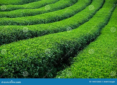 Green Tea Bushes Stock Image Image Of Close Plant 144312665