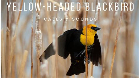 Yellow Headed Blackbirds Calls And Sounds Youtube