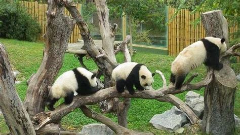 Los Niños Podrán Cuidar De Las Crías De Oso Panda Del Zoo Aquarium De