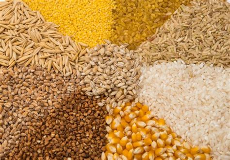 Collection Set Of Cereal Grains Stock Photo By ©ksena32 103329260