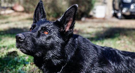 Adolescent And Adult Dogs Available Best Black German Shepherds