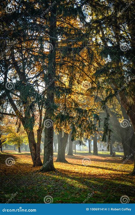 Filtered Sunlight Stock Photo Image Of Branches Leaves 100691414