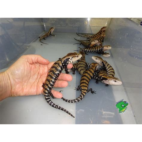 Halmahera Blue Tongue Skink Babies Strictly Reptiles