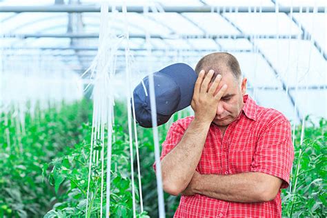 Unhappy Farmer Stock Photos Pictures And Royalty Free Images Istock