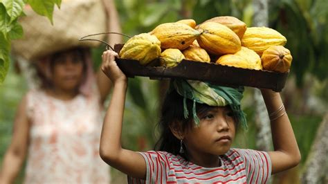 Most Of Worlds Chocolate Comes From Labor Of 15 Million Children