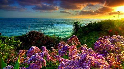 Hd Wallpaper Earth Coastline Flower Ocean Plant Sea Sky Beauty