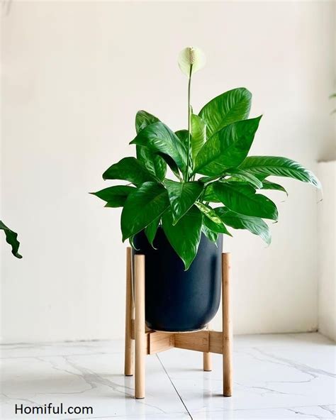 8 Best Indoor Plant For Beginners ~ Design Decorating