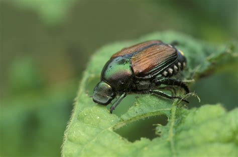 How To Control Japanese Beetles