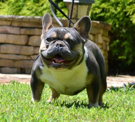 Check out our latest litter! AKC Registered Tri Color French Bulldog Puppies For Sale ...