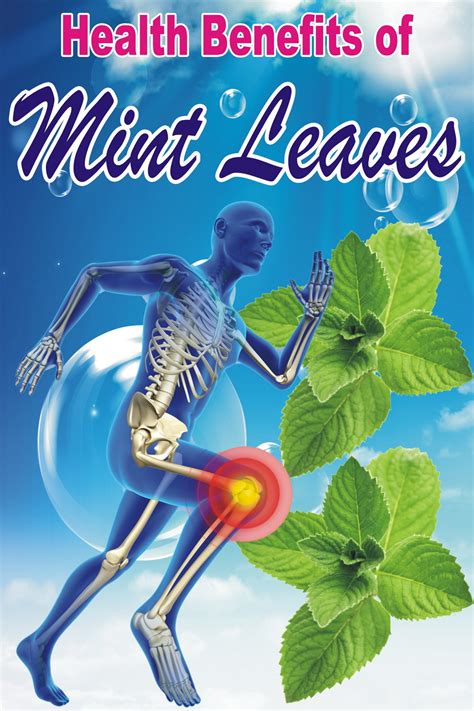 Health Benefits Of Mint Leaves Webvb Best Knowledge And Best