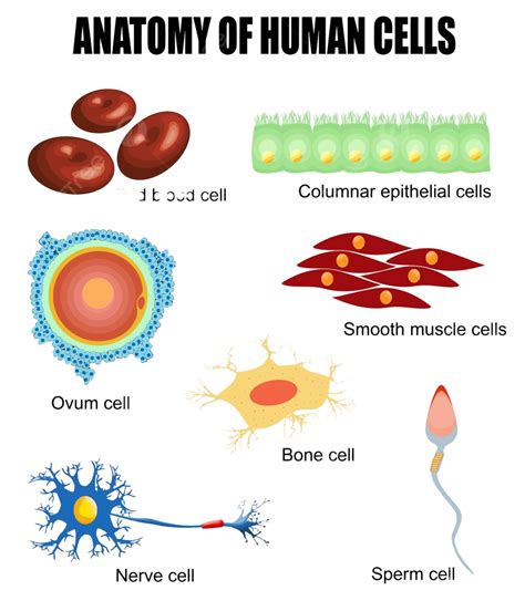 Anatomy Of Human Cells Healthy Set Vector Photo Healthy Set Vector