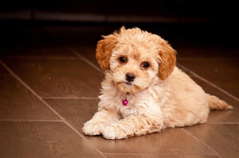 Maltipoo Puppy Free Stock Photo Public Domain Pictures