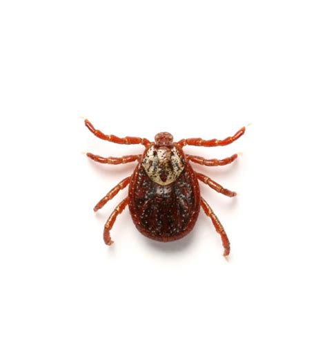 Tick Identification Habits And Behavior New Mexico Pest Control