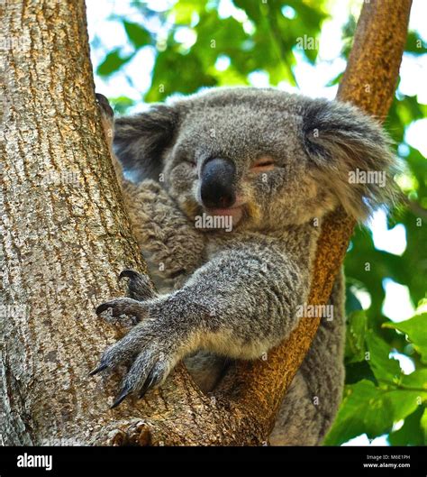 Koala Sleeping Tree Stock Photos And Koala Sleeping Tree Stock Images Alamy