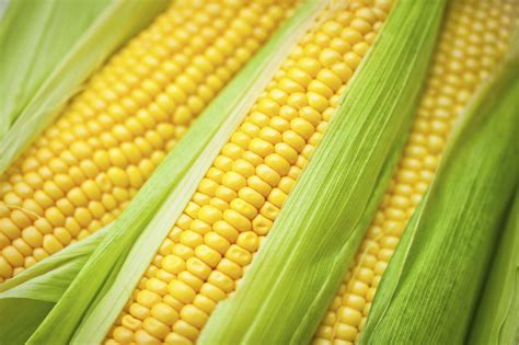 10 Worlds Biggest Countries In Corn Production The Agriculture News
