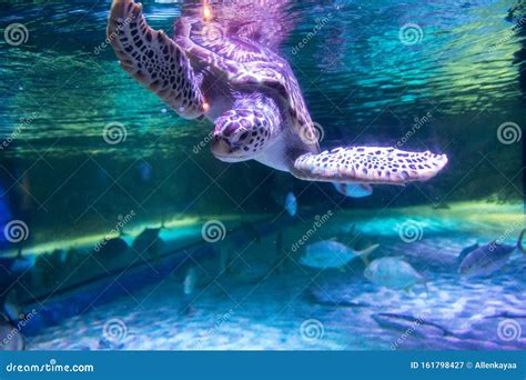 Sea Turtle In Aquarium At Sea Life Bangkok Ocean World Stock Image