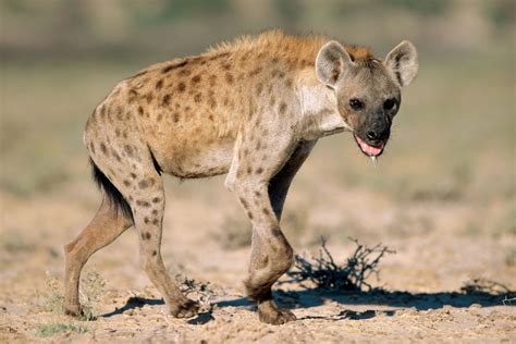 Hyena The Animals Biography