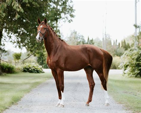 Hanoverian Horses Unveiled Everything You Need To Know Seriously