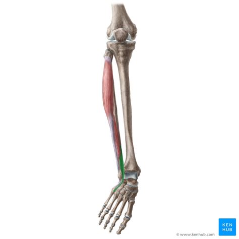 Fibularis Peroneus Tertius Muscle Anatomy Of The Lower Leg My Xxx Hot