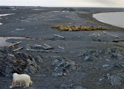 The Polar Bears Diet Norsk Polarinstitutt