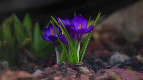 Snow Melt And Flower Blooms 2015 Youtube
