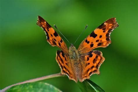 C Falter Foto And Bild Tiere Wildlife Schmetterlinge Bilder Auf