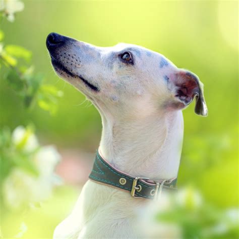 Whippet Dog Breed Information And Characteristics Daily Paws