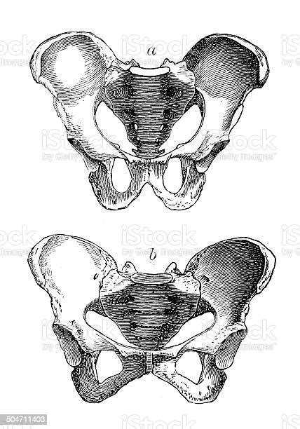 Antique Medical Scientific Illustration Highresolution Hip Bones Stock