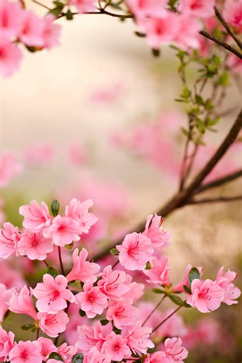 Spring Flowers Iphone Wallpaper Hd