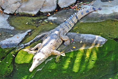 Scientists Discover First New Species Of Crocodile In 85 Years