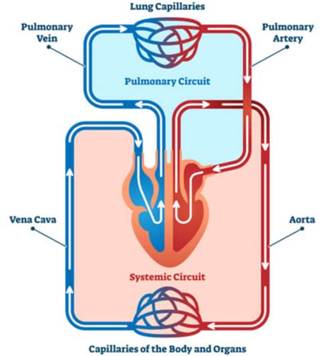 Pulmonary Circuit Diagram