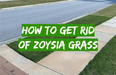 How To Get Rid Of Zoysia Grass Guide Grass Killer