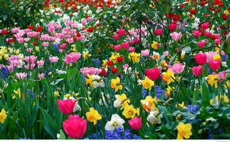 This tutorial provides the basic introduction to spring framework, features of spring framework and also the architecture of spring framework. Spring flowers wallpapers HD
