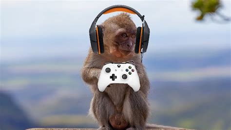 Gamer Monkey Sunday Youtube