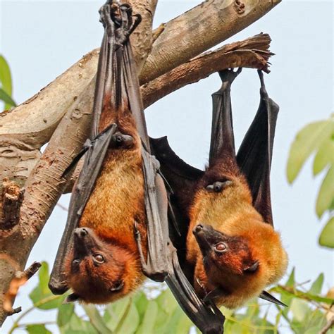 Australias Flying Foxes Are Nomadic And Fly Long Distances