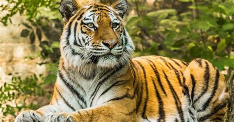 Tiger, (panthera tigris), largest member of the cat family (felidae), rivaled only by the lion (panthera leo) in strength and ferocity. Exclusive: 'Tiger King' inspired weed strain will NOT be ...