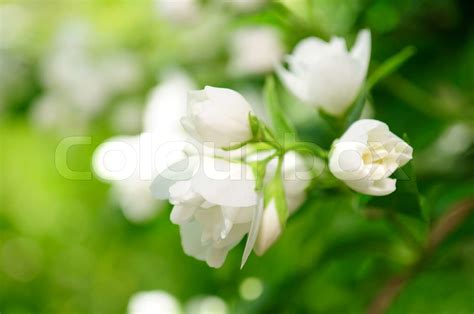 Beautiful White Jasmine Flowers On Shrub Stock Image Colourbox