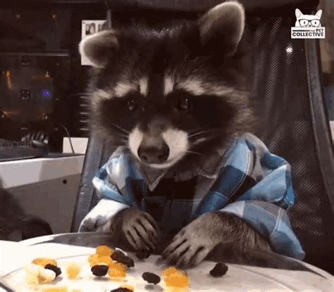 Eating Raccoon  Eating Raccoon Snacks Discover And Share S