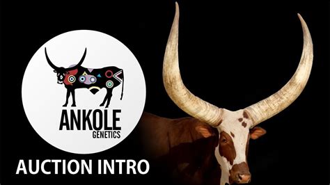Ankole Auction Intro Youtube
