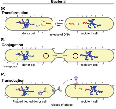 Mechanisms Of Horizontal Gene Transfer In Bacteria A Uptake Of Naked