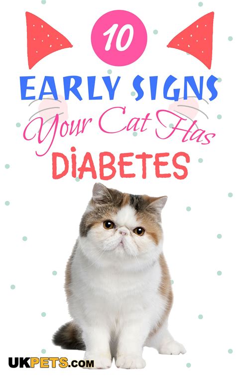 10 Early Signs Your Cat Has Diabetes Diabetic Dog Cat Noises Cat Care