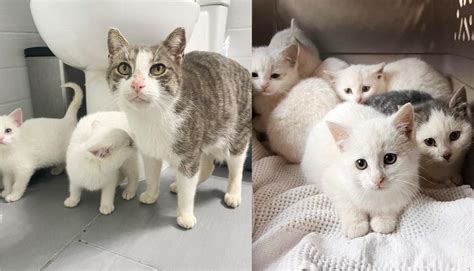 Very Pregnant Cat Rescued From Streets Not Only With New Babies On The
