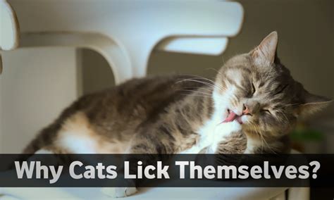 Why Do Cats Lick Themselves Why Cats Lick Each Other