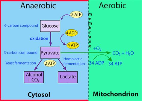 Anaerobic Glycolysis Pathway