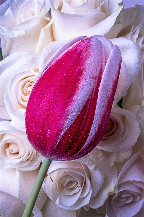 We did not find results for: Tulip And Roses | Tulips, Dutch tulips flowers, Flower ...