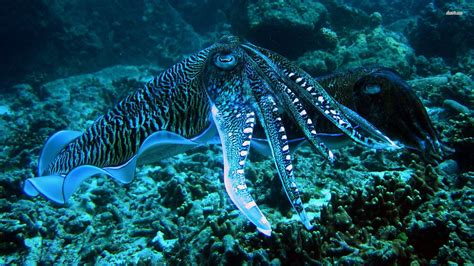 Blue Ringed Octopus Cuttlefish Art Octopus Wallpaper Octopus