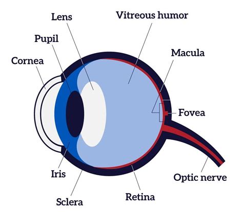 Diagram Showing The Different Parts Of The Eye Eye Health Parts Of